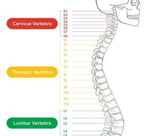 Spinal Cord & Neck, Back Injuries